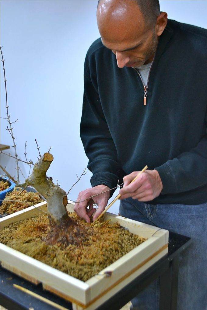 图解老外对三叉戟枫树盆景的根部修剪