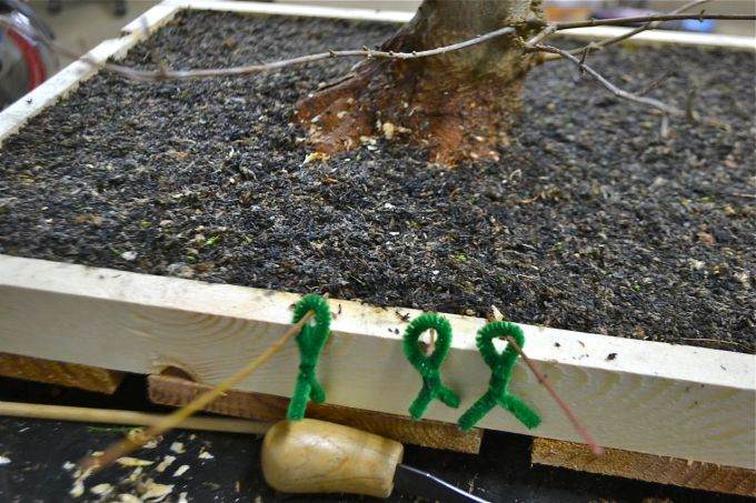 图解老外对三叉戟枫树盆景的根部修剪