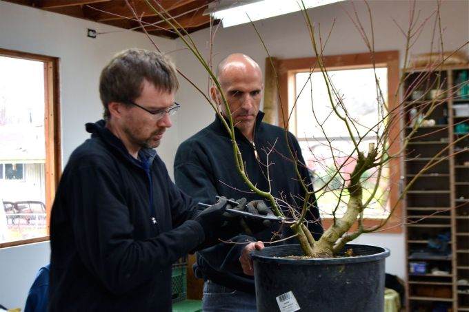 图解老外对三叉戟枫树盆景的根部修剪