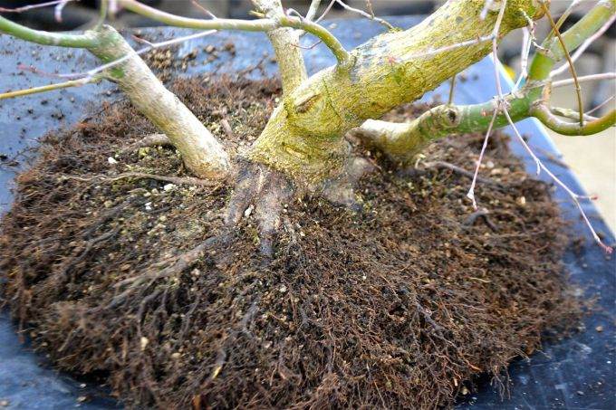 图解老外对三叉戟枫树盆景的根部修剪