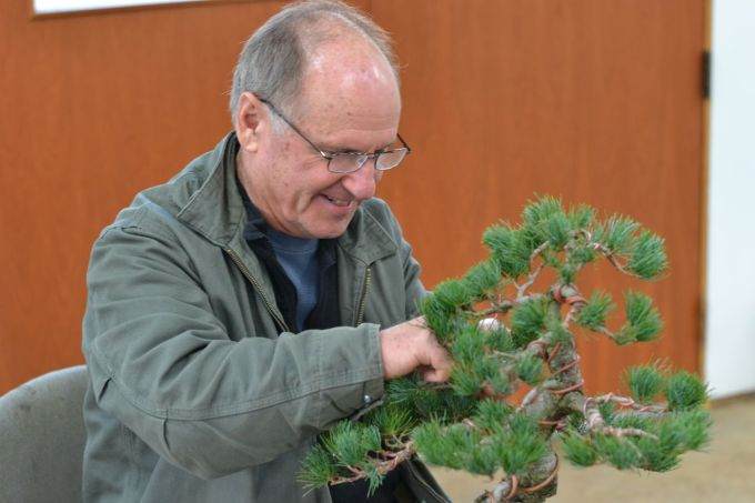 图解 老外怎么盘扎虾夷盆景的13个过程