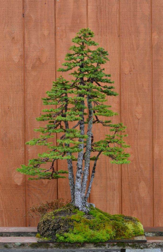 图解 老外怎么盘扎虾夷盆景的13个过程