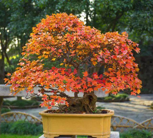 三角枫盆景的制作培养方法