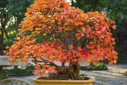三角枫盆景的制作培养方法