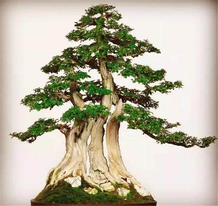 什么是盆景的脱袍换锦?