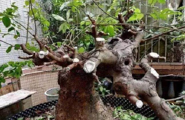 朴树盆景喜欢阳光充足的地方 还要放在通风处