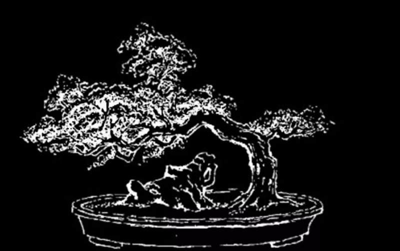 给盆景配石只是配角的问题吗 图片