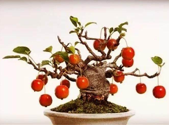 速成果树盆景的2个技巧