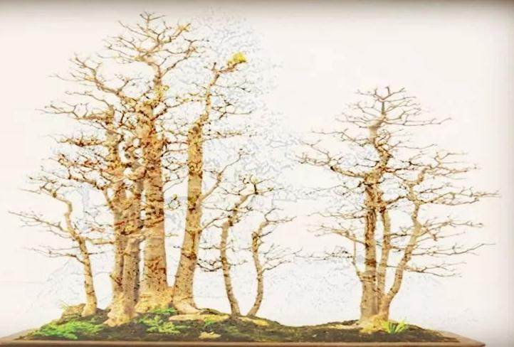 树桩盆景施肥极为讲究