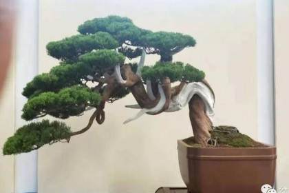 2018台湾华风盆景展精品总汇