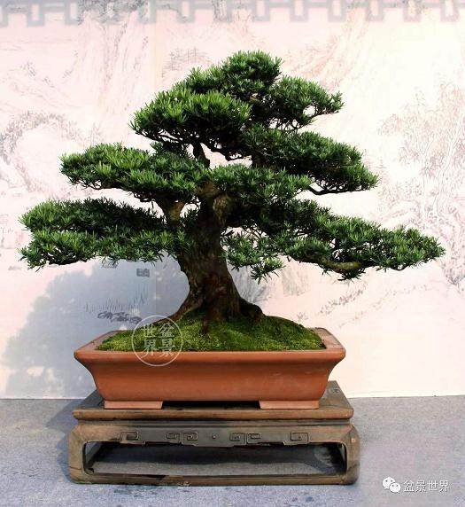 荆州盆景中心公交车路线