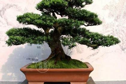 荆州盆景中心公交车路线