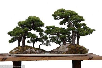 看了最近刊于《花木盆景》的扬州宣言