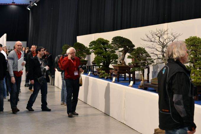 一篇关于波特兰盆景村盆景焦点的文章