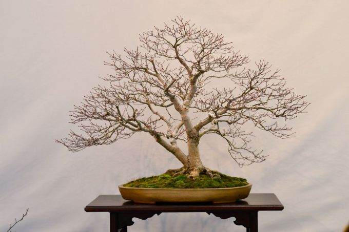 一篇关于波特兰盆景村盆景焦点的文章