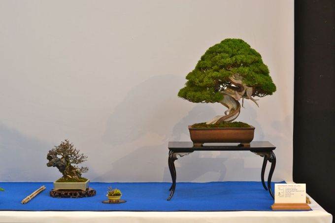 一篇关于波特兰盆景村盆景焦点的文章