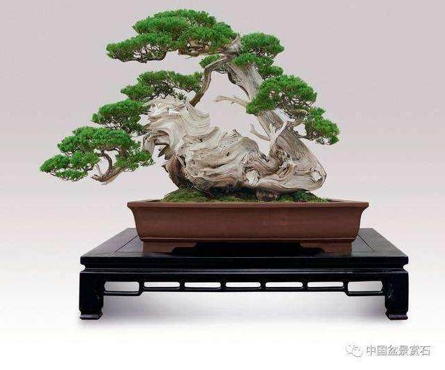 什么是山鸟盆景？什么是盆栽盆景？以下是一些简单的定义