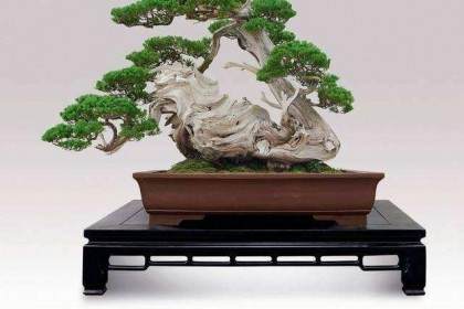 什么是山鸟盆景？什么是盆栽盆景？以下是一些简单的定义