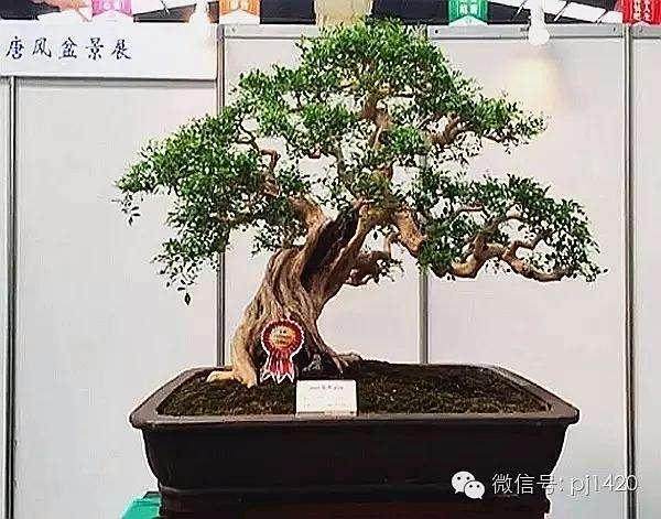 波特兰盆景村......现在距离更近......