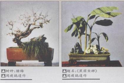 苏州盆景艺术流派的主要缔造者之一-周瘦鹃