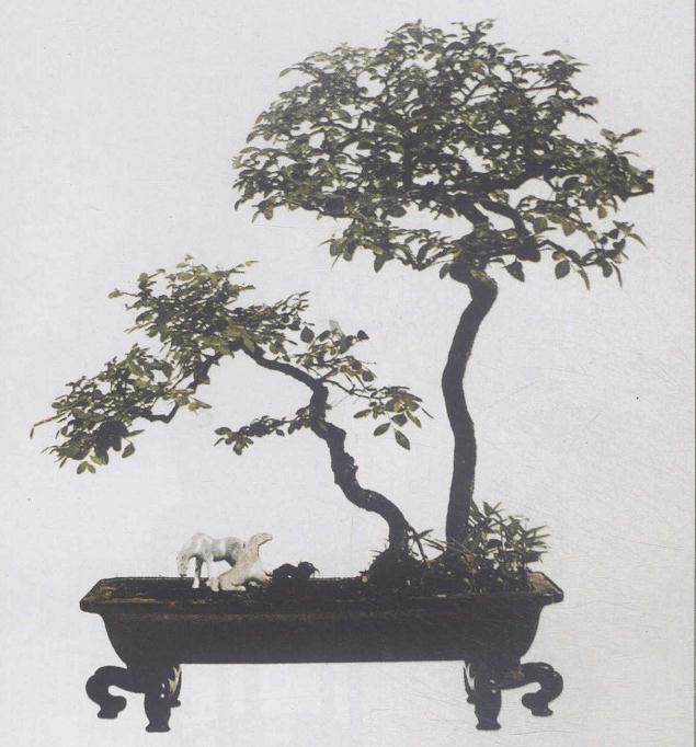 周瘦鹃的许多盆景作品 直接来源于生活