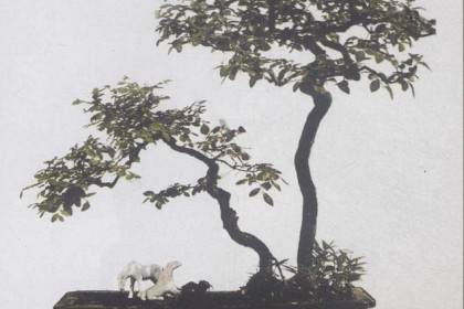 周瘦鹃的许多盆景作品 直接来源于生活