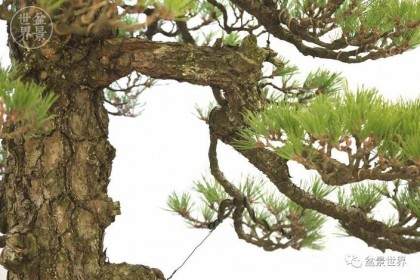 欣赏天目松盆景的5种方法