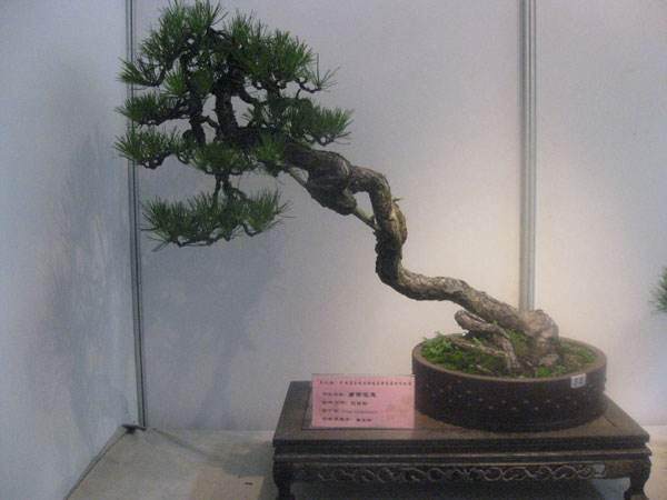 天目松盆景的历史