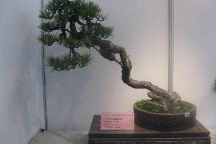 天目松盆景的历史