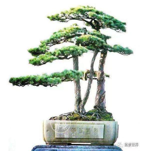 天目松盆景的生境