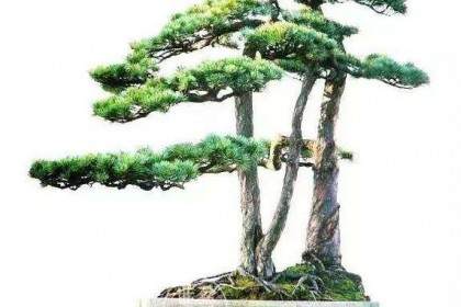 天目松盆景的生境