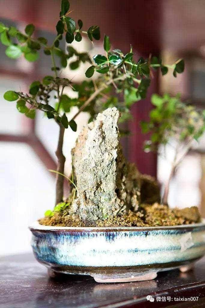 盆景植物的修剪与病虫害