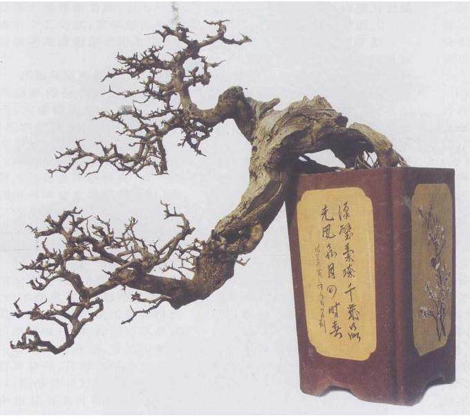 要正视盆景植物的生态平衡