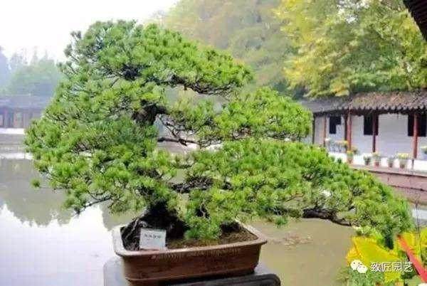 潘仲连盆景的艺术风格