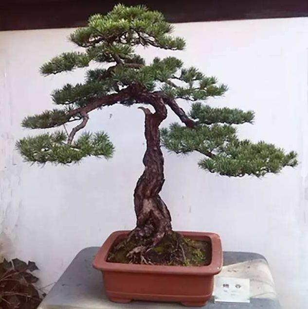 在第四届亚太地区盆景会议暨展览会上获金奖