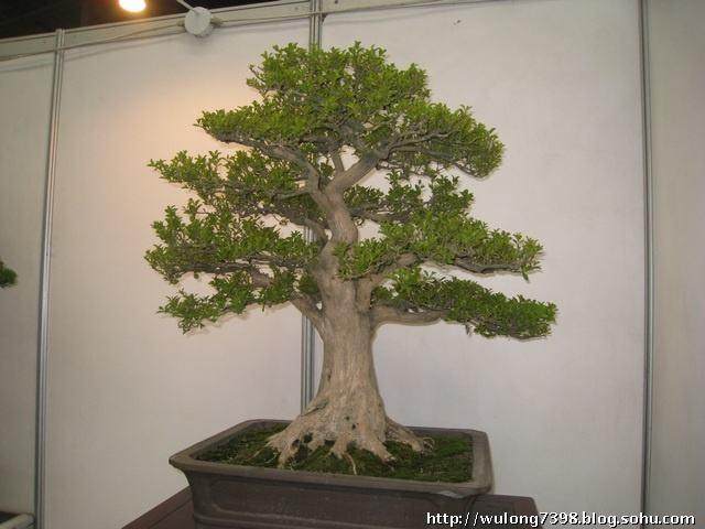 师法自然是我们制作盆景的唯一依据