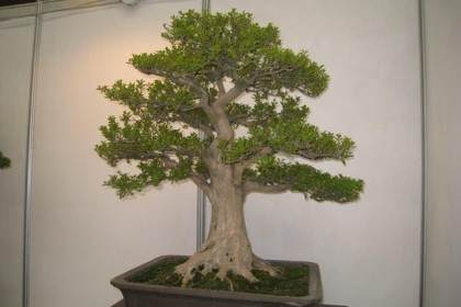 师法自然是我们制作盆景的唯一依据