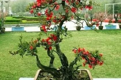 所有盆景来稿必须注明作者原名