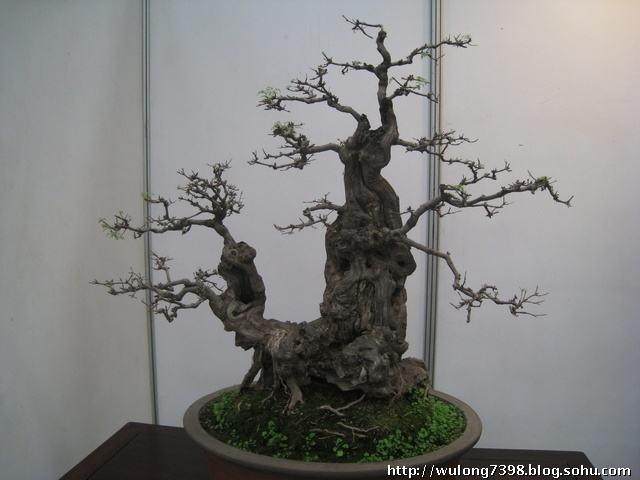 第七届粤港澳台盆景艺术博览会