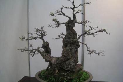 2008年 第七届粤港澳台盆景艺术博览会