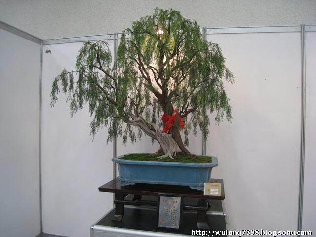 此次博览会还邀请了著名盆景作家王恒亮先生