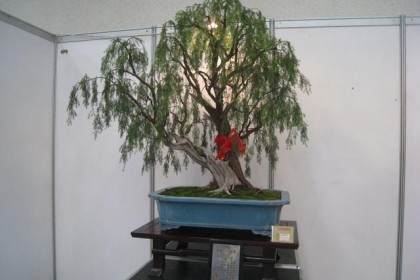 此次博览会还邀请了著名盆景作家王恒亮先生