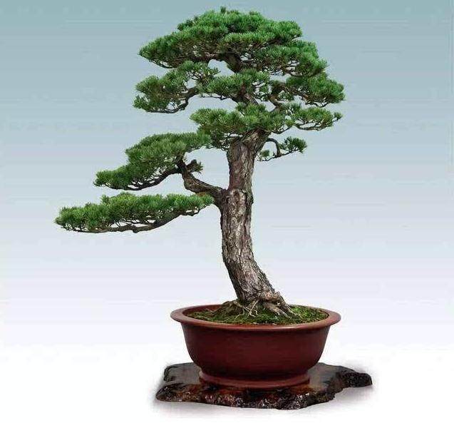 岭南盆景的开山祖孔泰初的百态图就开始了