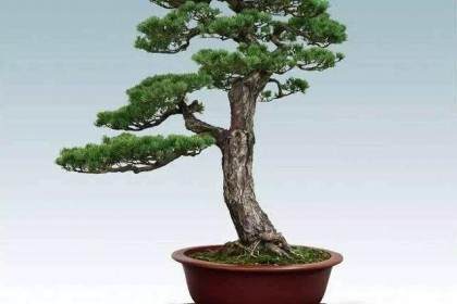 岭南盆景的开山祖孔泰初的百态图就开始了