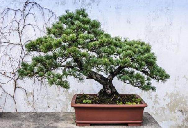 20世绍80年代是岭南盆景飞速发展的时候