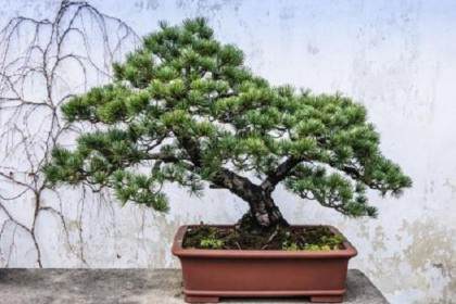 20世绍80年代是岭南盆景飞速发展的时候