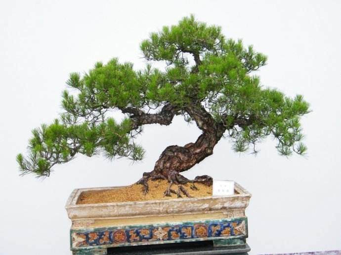岭南盆景确立艺术鉴定准则
