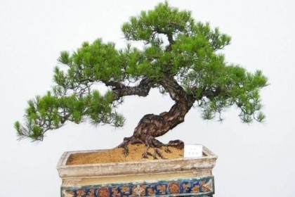 岭南盆景确立艺术鉴定准则