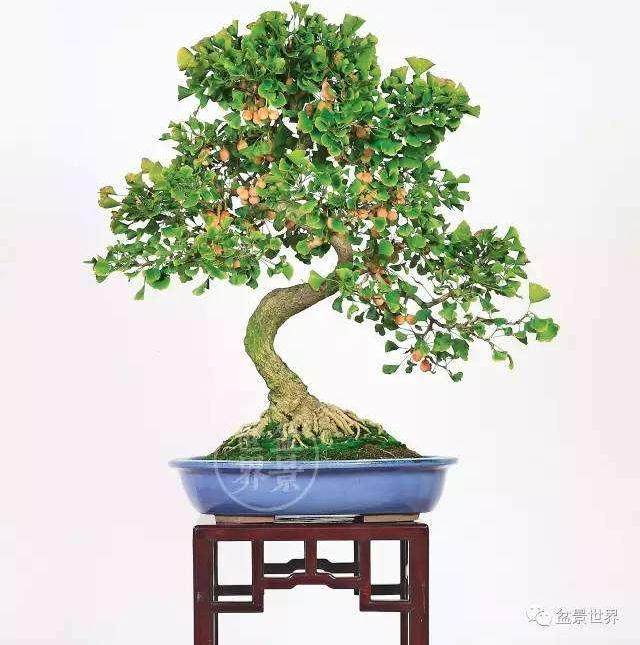 想要树木盆景保持生命活力 翻盆必不可少