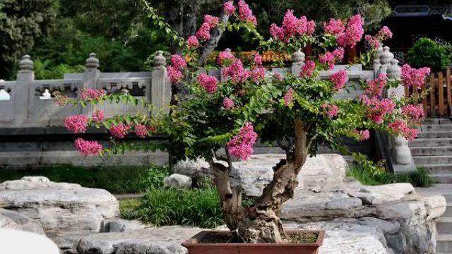 紫薇花盆景的浇水与施肥